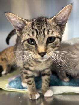 Sherbert - I AM AT PetSmart Northborough -  Domestic Short Hair Cat for Adoption in East Brookfield, Massachusetts - Sherbert - I AM AT PetSmart Northborough | PetCurious