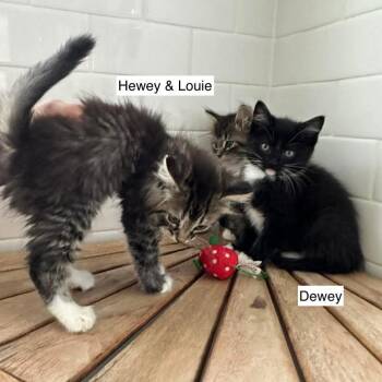 Domestic Medium Hair Cats Available for Adoption in Madison, Wisconsin - Hewey | PetCurious