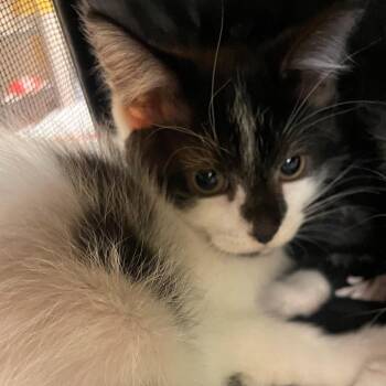 Panache -  Domestic Short Hair Cat for Adoption in Norman, Oklahoma - Panache | PetCurious