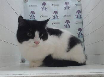 Domestic Medium Hair Cats Available for Adoption in Orlando, Florida - PUTI | PetCurious