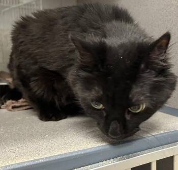 Miss Kitty -  Domestic Short Hair Cat for Adoption in Salt Lake City, Utah - Miss Kitty | PetCurious