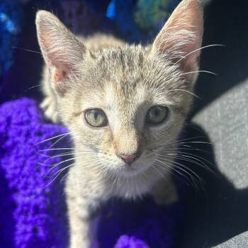 Rescue American Shorthair Cats for Adoption in Mount Vernon, Arkansas - Precious | PetCurious