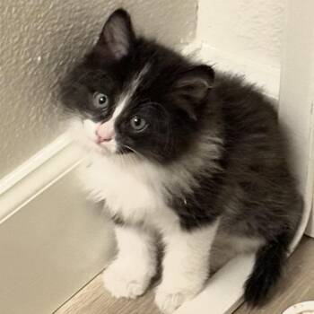 Domestic Long Hair Cats Available for Adoption - Lefty | PetCurious