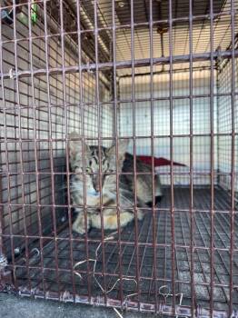 Chicken Cutlet -  Domestic Short Hair Cat Available for Adoption in New Braunfels, Texas - Chicken Cutlet | PetCurious