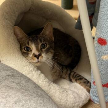 Domestic Short Hair Cats Available for Adoption in Naperville, Illinois - Keeby | PetCurious