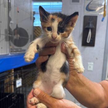 Starlite -  Domestic Short Hair Cat for Adoption in Hinesville, Georgia - Starlite | PetCurious