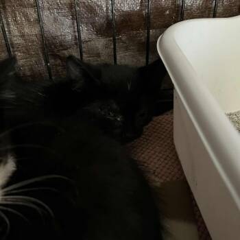 Rescue Domestic Short Hair Cats for Adoption in Stephenville, Texas - Skyler Spinach | PetCurious