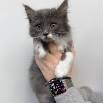 Max -  Domestic Medium Hair Cat for Adoption in Las Vegas, Nevada - Max | PetCurious