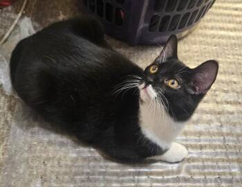 Tuxedo Cats Available for Adoption in Prescott, Arizona - Beanie – Your Playful Tuxedo Companion ! - Courtesy Listing | PetCurious