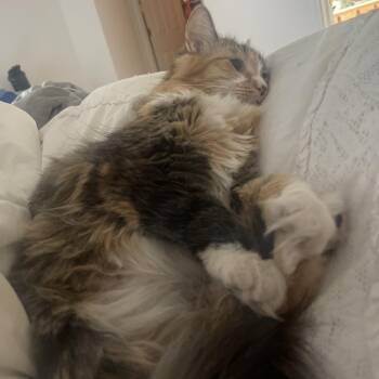 Domestic Long Hair Cats Available for Adoption in South Elgin, Illinois - Caddy - Home To Home | PetCurious