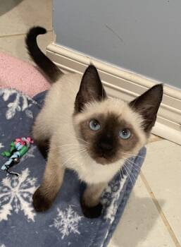 Boomer - Portofino Petsmart -  Siamese Cat for Adoption in Spring, Texas - Boomer - Portofino Petsmart | PetCurious