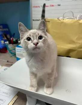 Rowan -  Domestic Short Hair Cat for Adoption in Dale City, Virginia - Rowan | PetCurious