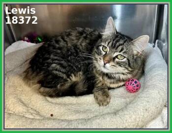 Domestic Medium Hair and Tabby Cats Available for Adoption in Marietta, Georgia - LEWIS (see Also CLARK) | PetCurious