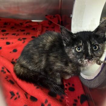 Popcorn -  Domestic Short Hair Cat for Adoption in Cheyenne, Wyoming - Popcorn | PetCurious