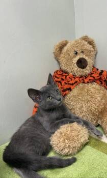 Huggy Bear -  Russian Blue and Domestic Short Hair Cat for Adoption in Picayune, Mississippi - Huggy Bear | PetCurious