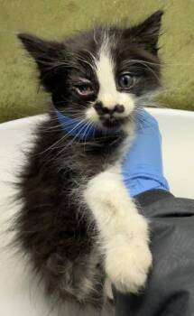 STACHE -  Domestic Short Hair Cat for Adoption in Riverside, California - STACHE | PetCurious