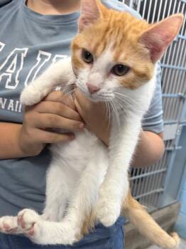 Stg5 Sonny -  Domestic Medium Hair Cat for Adoption in Greencastle, Indiana - Stg5 Sonny | PetCurious