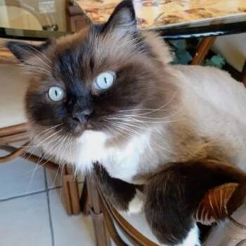 Klearly Krystal - Foster to adopt -  Ragdoll Cat for Adoption in Mississauga, Ontario - Klearly Krystal - Foster To Adopt | PetCurious