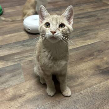 Manny -  Domestic Short Hair Cat for Adoption in Philadelphia, Pennsylvania - Manny | PetCurious