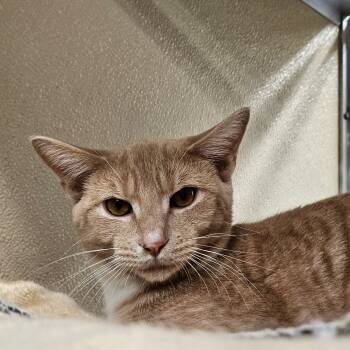 Rescue Domestic Short Hair Cats for Adoption in Chatham, Virginia - Sailor | PetCurious