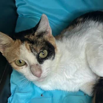 Rescue Domestic Short Hair Cats for Adoption in Marshall, Texas - Nerissa | PetCurious