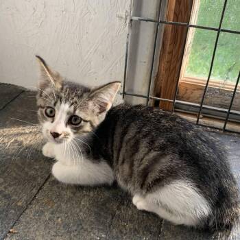 Sweet Pea Estep -  Domestic Short Hair Cat for Adoption in Woodstock, Virginia - Sweet Pea Estep | PetCurious