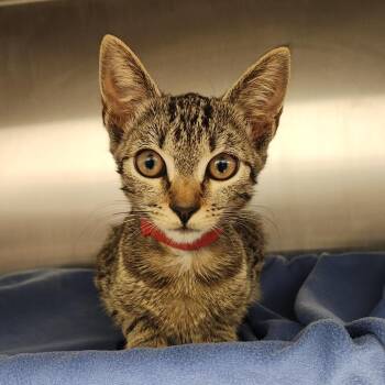 Willow -  Domestic Short Hair Cat for Adoption in Fort Wayne, Indiana - Willow | PetCurious