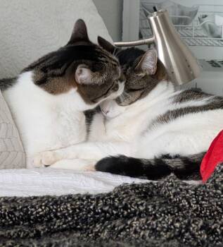 Domestic Short Hair Cats Available for Adoption - Turbo (bonded To Remy) | PetCurious