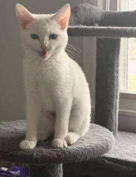 Domestic Short Hair Cats Available for Adoption in Nashville, Tennessee - Cirrus | PetCurious