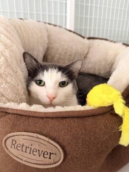 Domestic Short Hair Cats Available for Adoption - Sandy | PetCurious