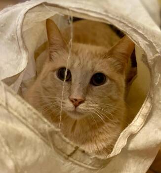 Rescue Domestic Short Hair Cats for Adoption in Abbotsford, British Columbia - Spice | PetCurious