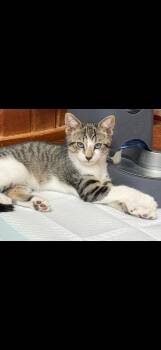 Jasper -  Domestic Short Hair Cat for Adoption in Syosset, New York - Jasper | PetCurious
