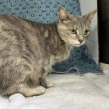 Domestic Short Hair Cats Available for Adoption in Williston, Florida - Moon | PetCurious