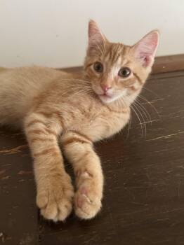 Goldie -  Domestic Short Hair Cat for Adoption in North Tonawanda, New York - Goldie | PetCurious