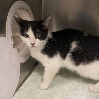 Viola -  Domestic Short Hair Cat for Adoption in Cheyenne, Wyoming - Viola | PetCurious