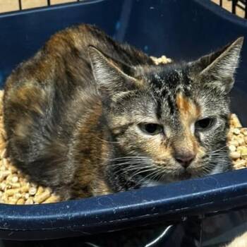 Eel -  Domestic Short Hair Cat for Adoption in Gadsden, Alabama - Eel | PetCurious