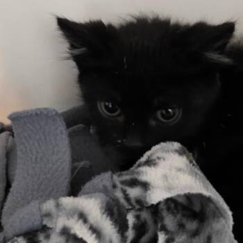 Dark Cherry -  Domestic Short Hair Cat for Adoption in Port Angeles, Washington - Dark Cherry | PetCurious
