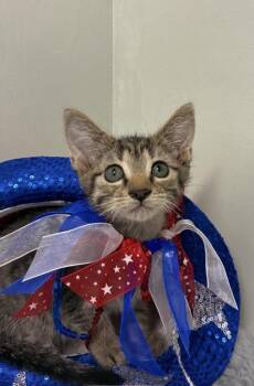 Snickers -  Domestic Medium Hair and Domestic Short Hair Cat for Adoption in Picayune, Mississippi - Snickers | PetCurious