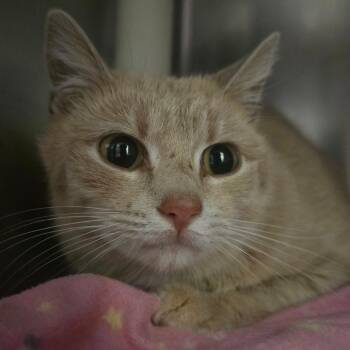 Domestic Short Hair Cats Available for Adoption in Kennebunk, Maine - Pemigewasset | PetCurious