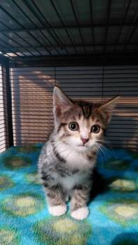 Fiona -  Domestic Short Hair Cat for Adoption in Cincinnati, Ohio - Fiona | PetCurious