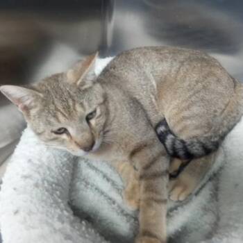 Domestic Short Hair Cats Available for Adoption in Casa Grande, Arizona - Hector | PetCurious