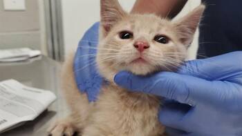 HOT DOG -  Domestic Short Hair Cat for Adoption in Aurora, Illinois - HOT DOG | PetCurious