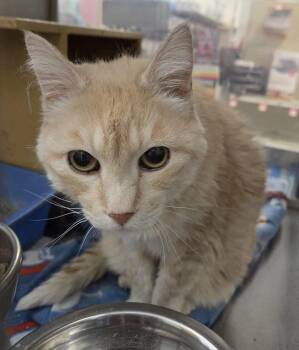 Tabby Cats Available for Adoption in Millville, Utah - Goldie | PetCurious