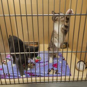 Rescue Tabby Cats for Adoption in Clarksville, Virginia - Vigorous | PetCurious