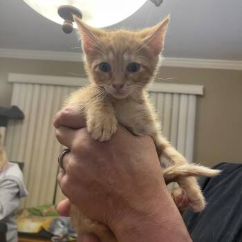 Domestic Short Hair Cats Available for Adoption in Nutley, New Jersey - Romello | PetCurious