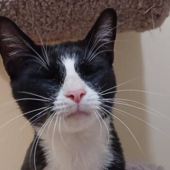 Domestic Short Hair Cats Available for Adoption - Hollis | PetCurious