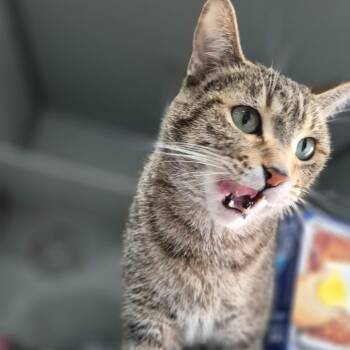 Domestic Short Hair Cats Available for Adoption in Bismarck, North Dakota - Lilly Bell | PetCurious