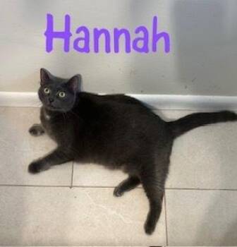 Russian Blue and Domestic Short Hair Cats Available for Adoption - Hannah | PetCurious