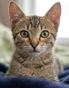 Mochie -  Domestic Short Hair and Tabby Cat for Adoption in Ocean Springs, Mississippi - Mochie | PetCurious