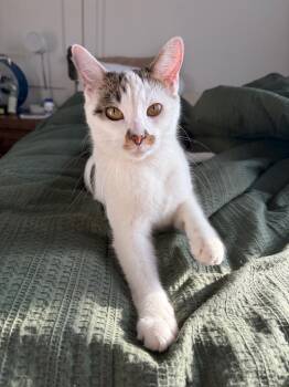 Domestic Short Hair Cats Available for Adoption - Tori - Pending Adoption | PetCurious